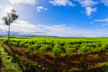 tea plantation kayuaro kerinci indonesian