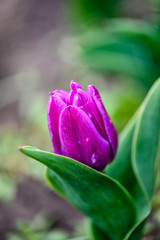 ulips in bloom