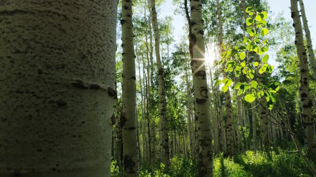 aspen forest backlit by the summer sun
