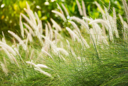 Beautiful pattern of mission grasses