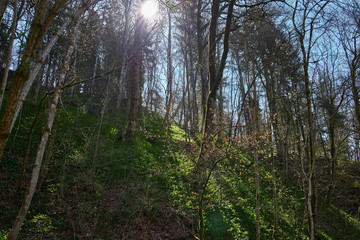 Fototapeta premium hiking in the river gauchach canyon in the black forest in germany