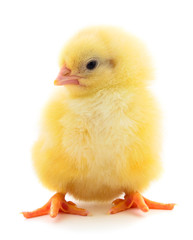 Little chicken isolated.