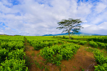 Fototapeta na wymiar tea plantation kayuaro kerinci indonesian
