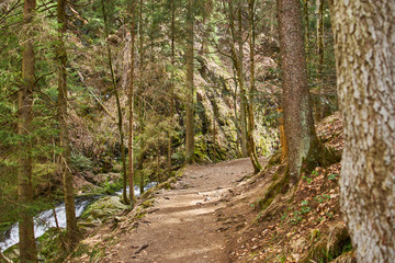 hiking in the river ravenna canyon in the black forest in germany