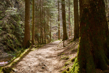 hiking in the river ravenna canyon in the black forest in germany