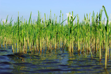 Fototapeta premium lake reeds in the water, a place for fishing