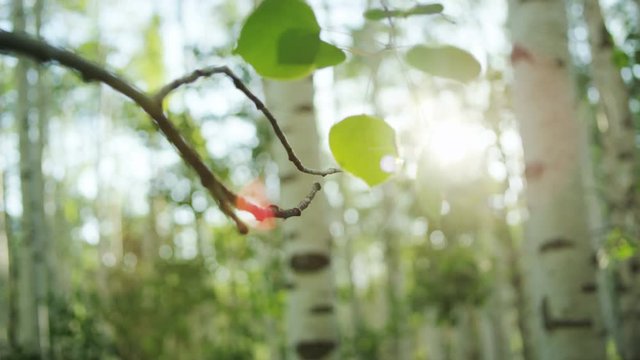 aspen leaves shaking in the summer sun