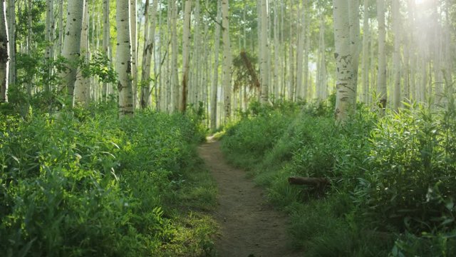 wide shot of aspen forest with hiking trail down the center of the frame