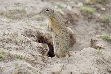 squirrel 