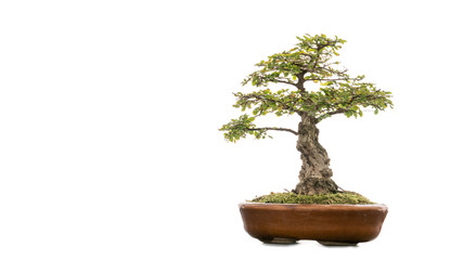 A small bonsai tree that cuts the background to make the background white.