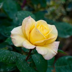 yellow rose flower plant in summer in the garden, yellow roses in the nature