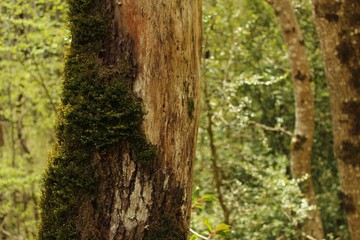 tronco con musgo