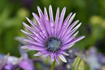 Fototapeta premium purple flower