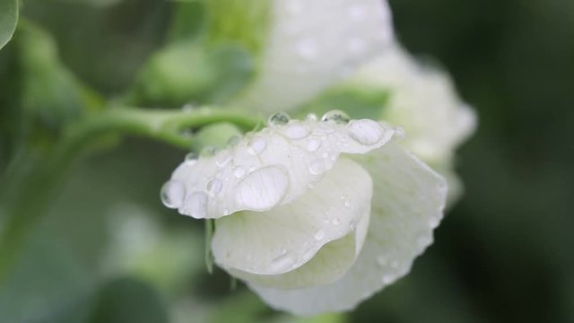 urginea maritima flover
