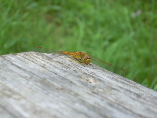 dragonfly on the Board in the country