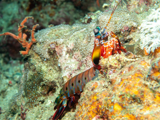 Mantis shrimp on the Coral