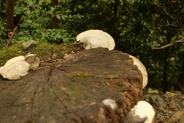 cepa con musgo y setas