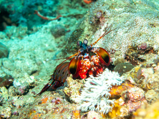 Mantis shrimp on the Coral