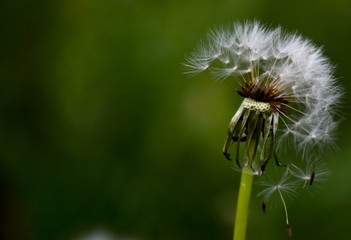  dandelion