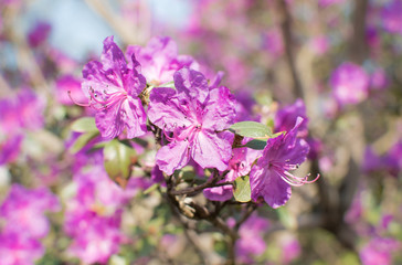 Rhododendron flowers on blue sky background.