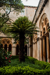 Fototapeta na wymiar Palm in the garden of a monastery