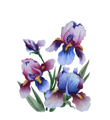 Watercolor illustrations of a bouquet of beautiful, bright irises. Handmade watercolor for cards, invitations, prints for your project design