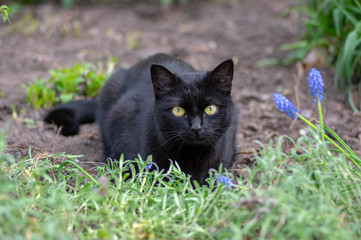 Black cat lie in wait in the garden, dark beast with light green eyes, beautiful animal, eye contact