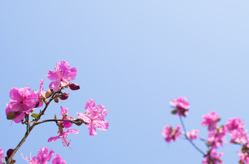 Rhododendron flowers on blue sky background.
