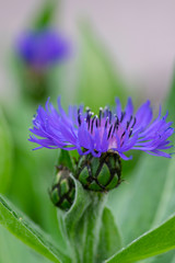 Centaurea montana mountain perennial cornflower in bloom, flowering ornamental blue plant