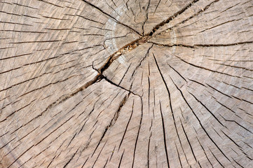Fototapeta premium Detail of wooden stump, cut tree log, beautiful wood structure, textured ages
