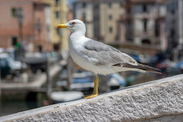 Larus michahellis italian bird, Yellow-legged Gull on stone bridge in Chioggia town