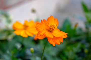 Cosmos sulphureus, Sulfur Cosmos, Yellow Cosmos in Bloom