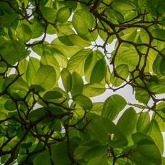 green tree leaves textured in summer in the nature