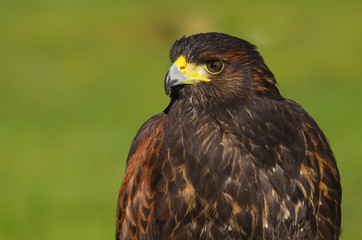 A close up portrait of a Harris Hawk (Parabuteo unicinctus) Bird of  Prey
