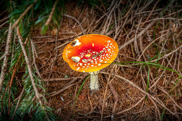 Mushrooms in the wild