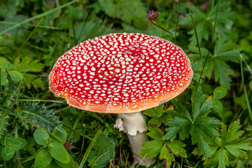 Mushrooms in the wild