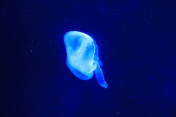 光海月