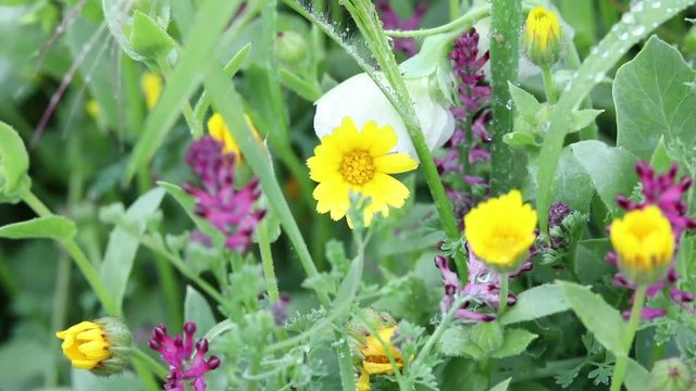 urginea maritima flover