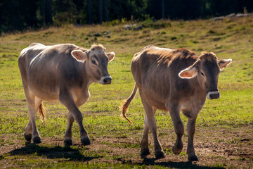 Grazing cows