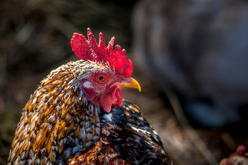 Rooster hen and chicks