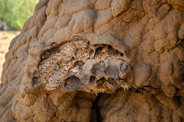 Close-up of the inside of a Termite Mound