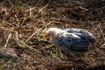 Rooster hen and chicks