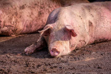 Pigs enjoyining the sun in the barnyard