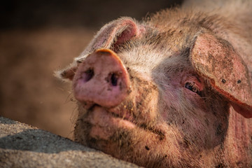Pigs enjoyining the sun in the barnyard