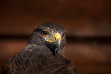 Buzzard posing for a portrait