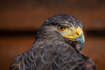 Buzzard posing for a portrait