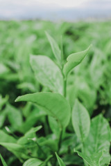 tea top
