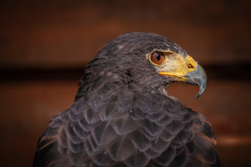 Buzzard posing for a portrait