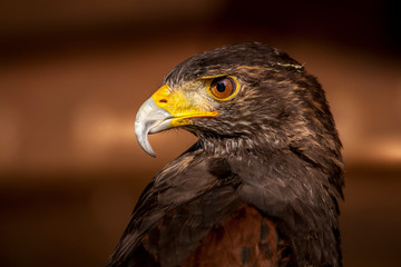 Buzzard posing for a portrait