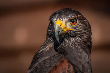 Buzzard posing for a portrait